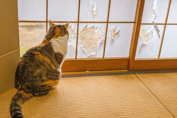 破れた障子の傍に猫が座っている