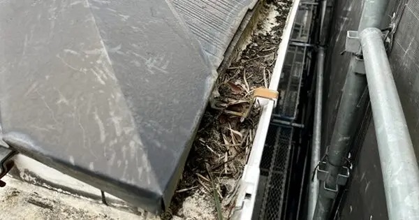 雨どいゴミ